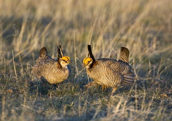 TX, Wild lesser prairie chicken males on lek
